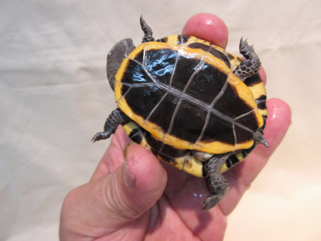 セグロヒラタヘビクビガメ(12)