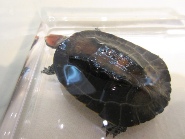 セグロヒラタヘビクビガメ(5)