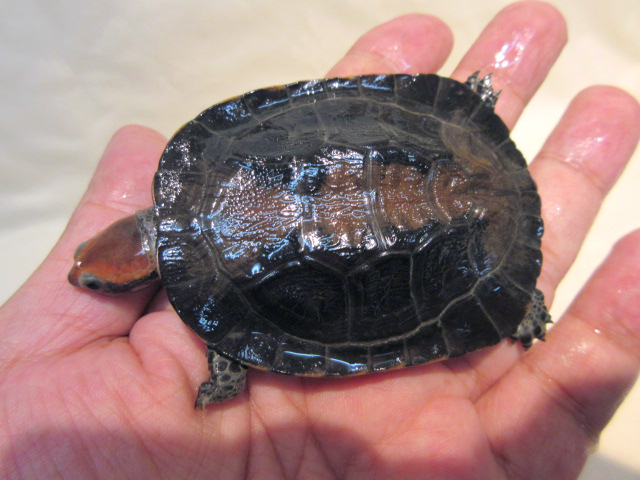 セグロヒラタヘビクビガメ(6)
