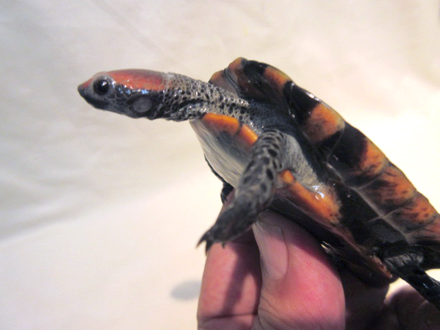 セグロヒラタヘビクビガメ(7)