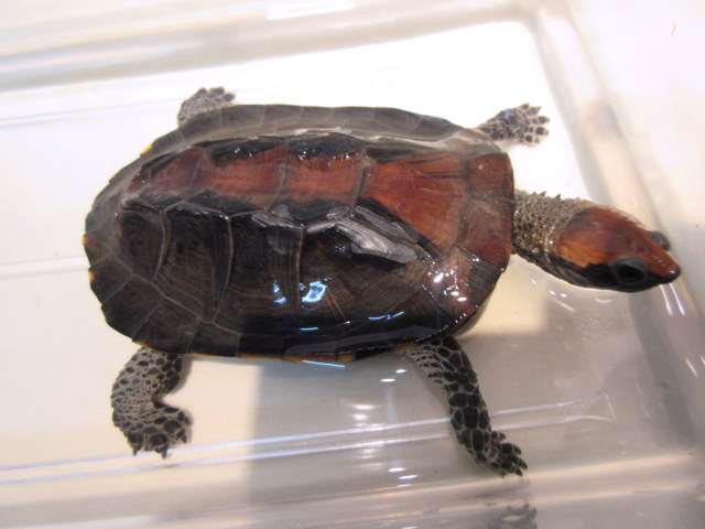 セグロヒラタヘビクビガメ(1)