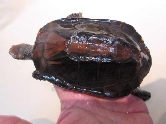 セグロヒラタヘビクビガメ(2)