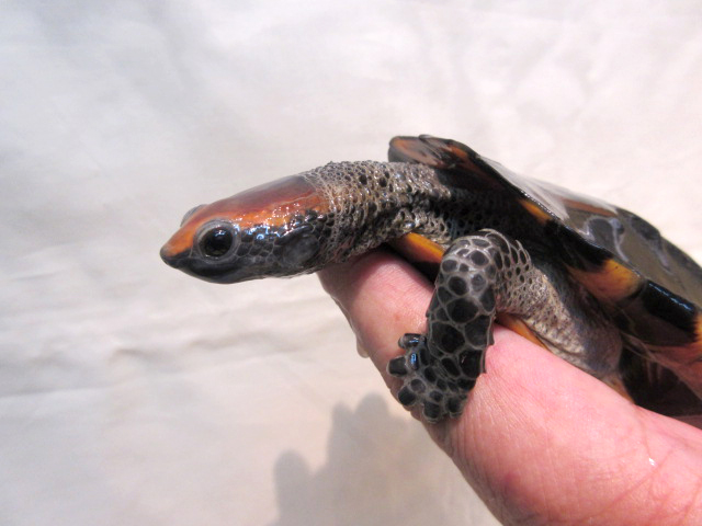 セグロヒラタヘビクビガメ(3)