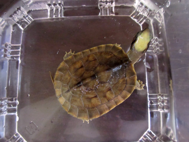 ミスジハコガメ