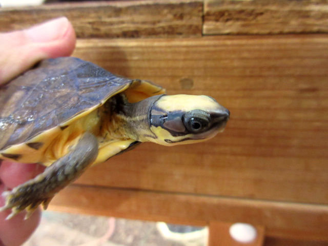 ミスジハコガメ(2)