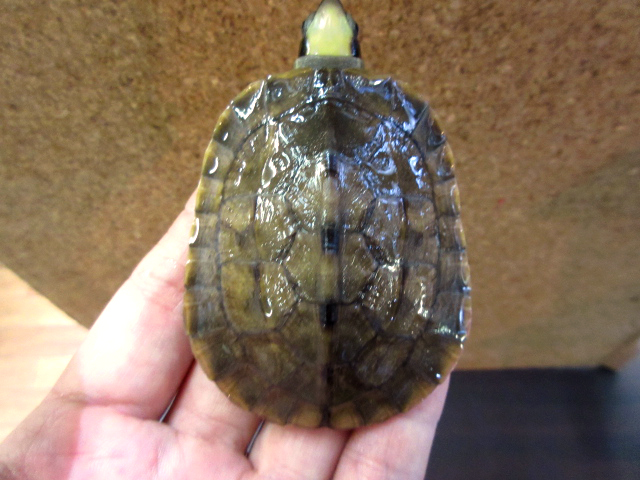 ミスジハコガメ(3)