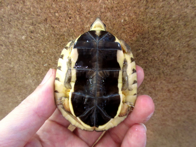 ミスジハコガメ(4)