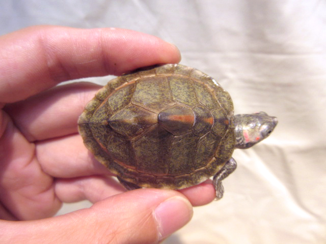 ベニマワリセタカガメ(2)