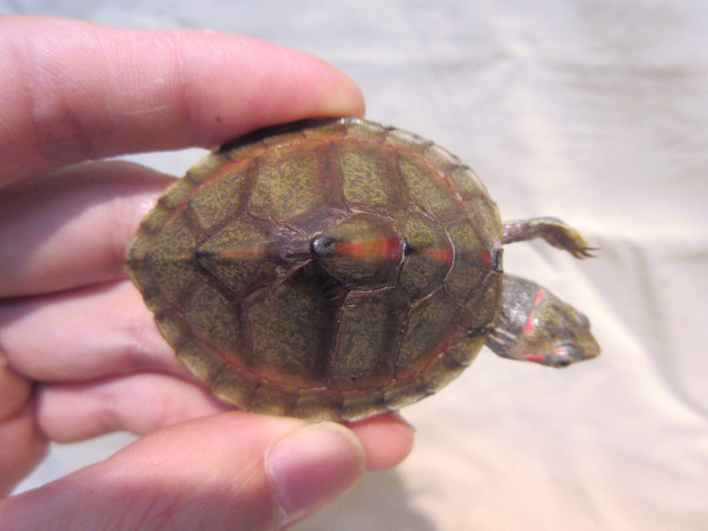 ベニマワリセタカガメ(5)