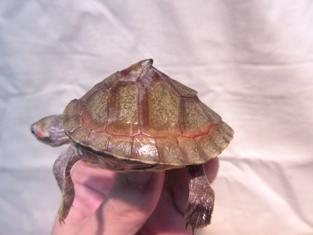 ベニマワリセタカガメ(7)