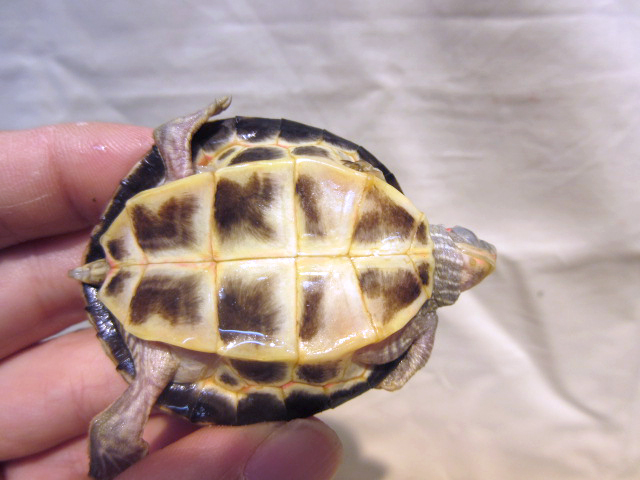 ベニマワリセタカガメ(8)