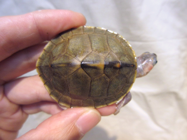 シロアシセタカガメ(5)