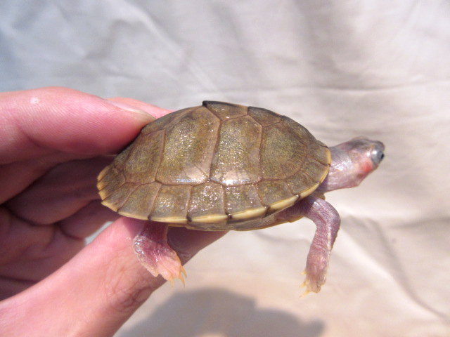 シロアシセタカガメ(6)
