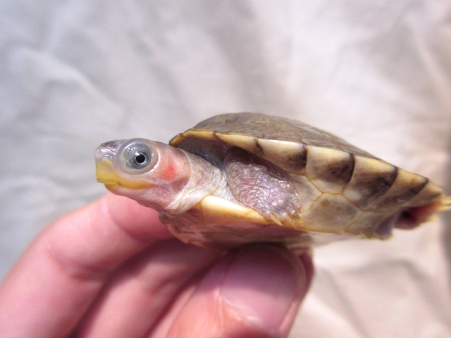 シロアシセタカガメ(7)