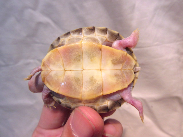 シロアシセタカガメ(8)