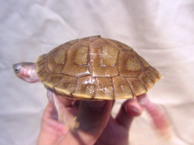 シロアシセタカガメ(11)