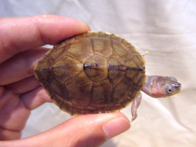 シロアシセタカガメ(9)