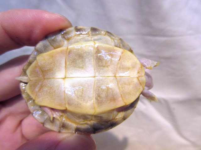 シロアシセタカガメ(12)