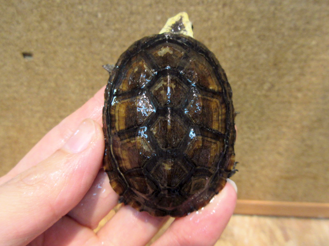 コガネドロガメ(5)