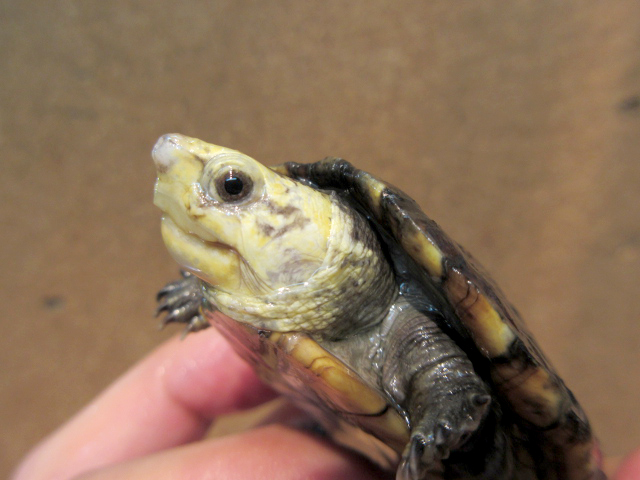 コガネドロガメ(6)