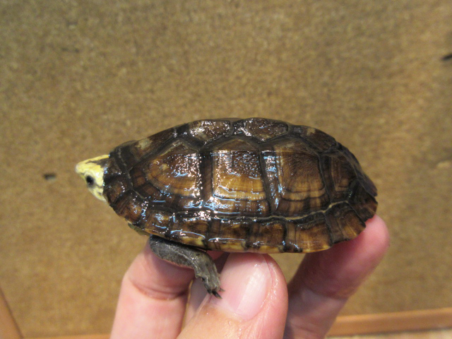 コガネドロガメ(7)