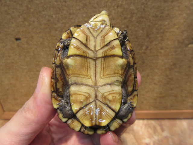 コガネドロガメ(8)