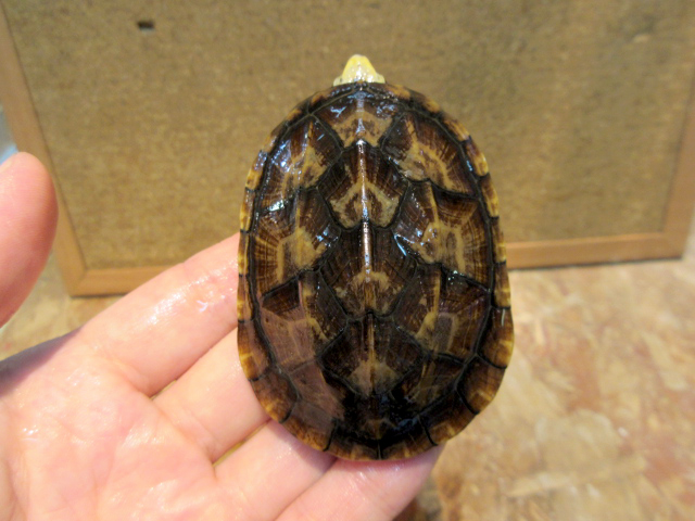 コガネドロガメ(9)