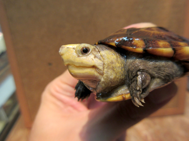 コガネドロガメ(10)