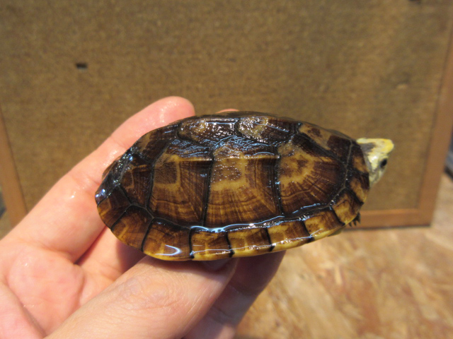 コガネドロガメ(11)