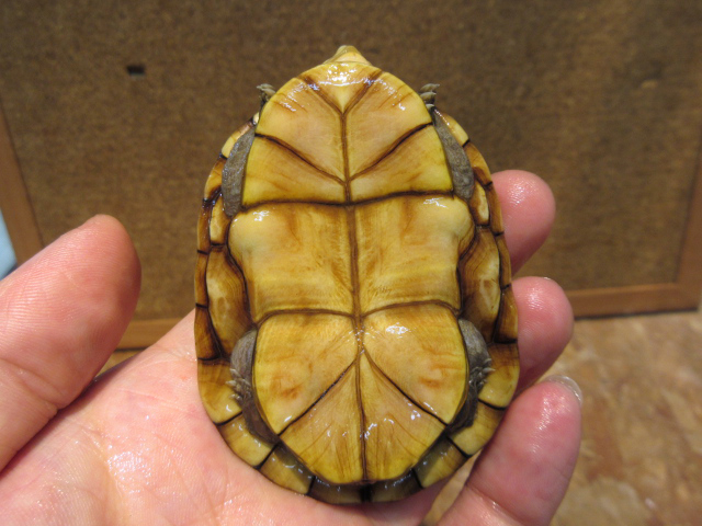 コガネドロガメ(12)