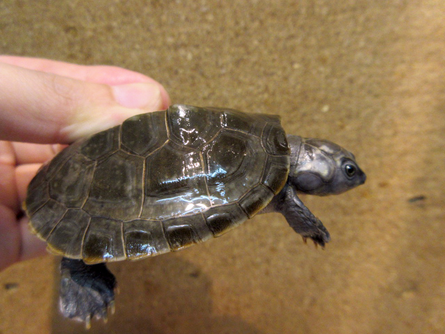 ムツコブヨコクビガメ(5)