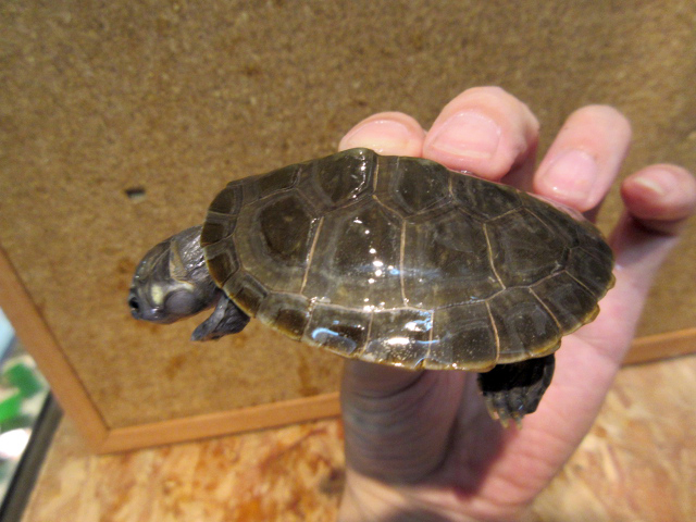 ムツコブヨコクビガメ(6)
