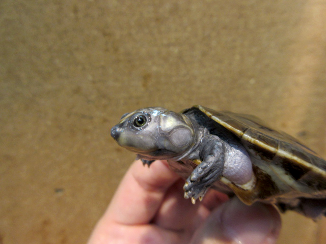 ムツコブヨコクビガメ(7)