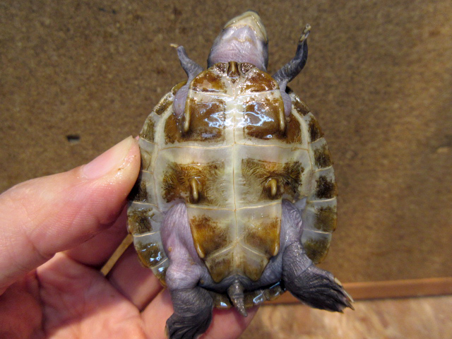 ムツコブヨコクビガメ(8)