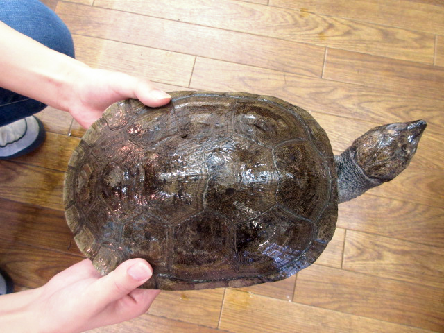 マダガスカルヨコクビガメ(5)
