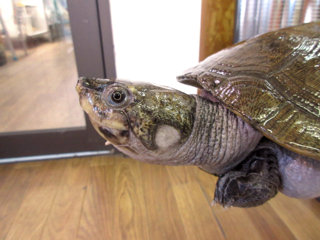 マダガスカルヨコクビガメ(6)