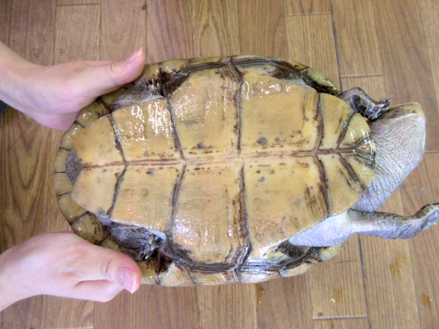 マダガスカルヨコクビガメ(8)
