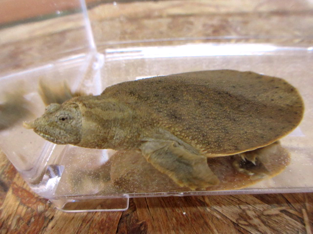 ハナマルスッポン(5)