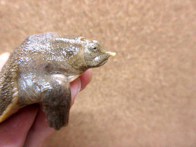 ハナマルスッポン(6)