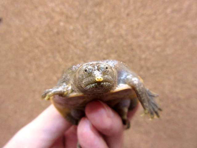 ハナマルスッポン(7)