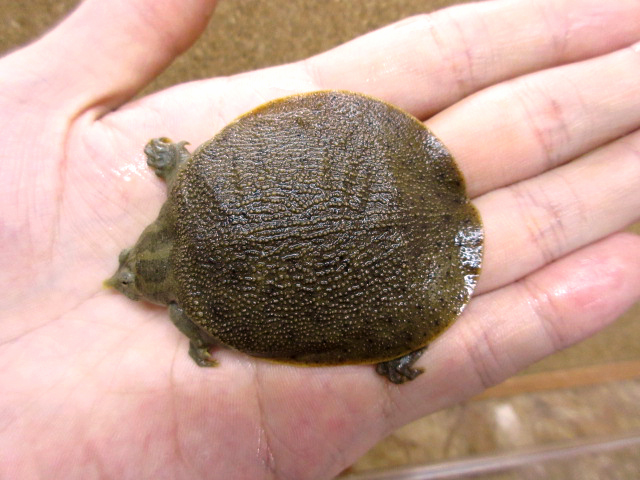 ハナマルスッポン(8)