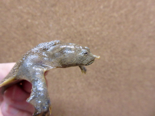 ハナマルスッポン(2)