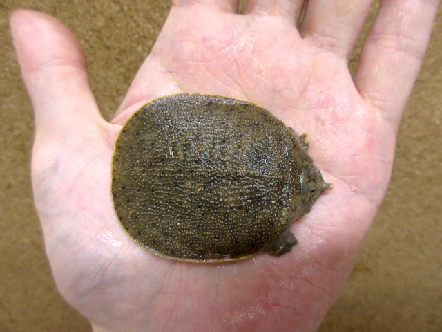 ハナマルスッポン(1)