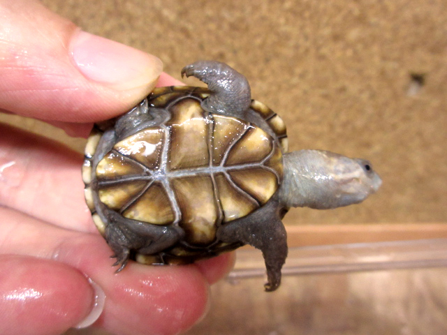 ペンシルバニアドロガメ(6)