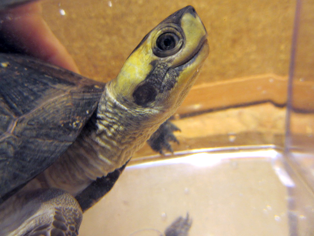 トラバンコアヤマガメ(2)