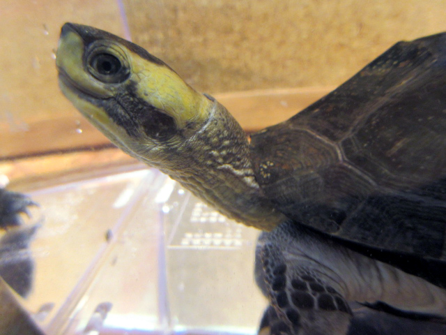トラバンコアヤマガメ(3)