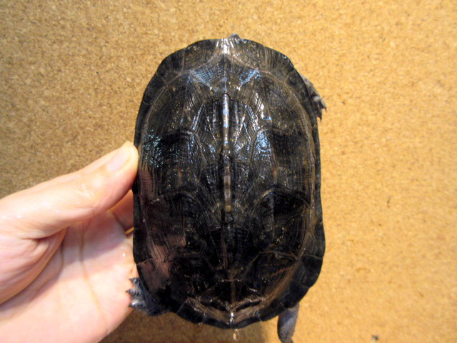 トラバンコアヤマガメ(1)