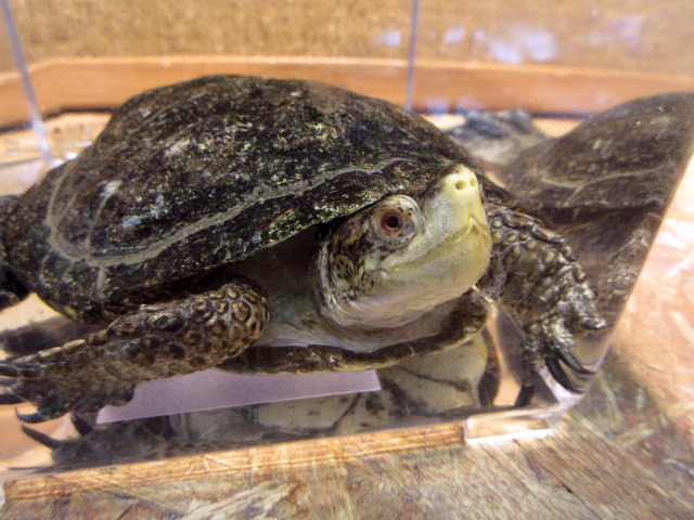 ブチイシガメ(1)