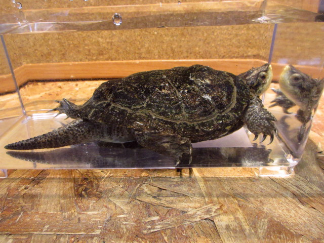 ブチイシガメ(2)