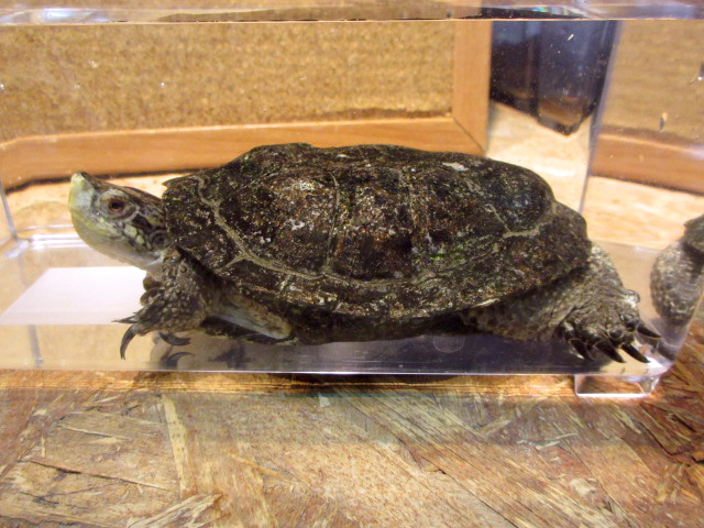 ブチイシガメ(3)